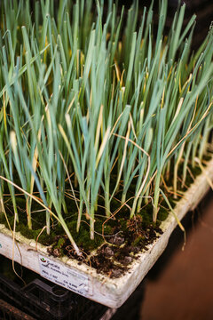little plants ready to be planted