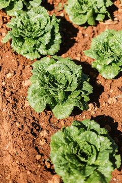 lettuces 