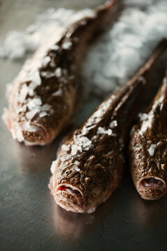fresh fish