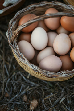 freshly picked eggs