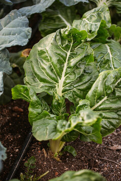 veggies on the garden