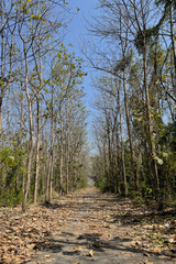Forest grunge way with big tree at both side in the wild garden.