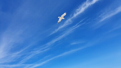 M&ouml;wen an der Ostsee