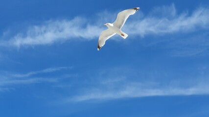 M&ouml;wen an der Ostsee