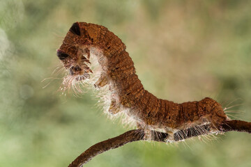 Big Caterpillar on Branch