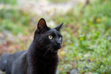 Stray cat (black cat)