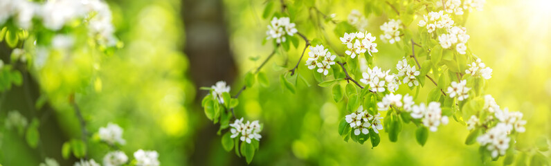 blurred plum tree background in bloom in spring