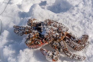 A crab caught in the sea lies on the ice.