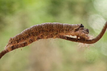 Big Caterpillar on Branch
