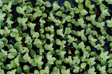 Small water melon plant at green house or poly house