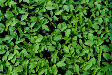 Growing of Small green chilli plant at green house