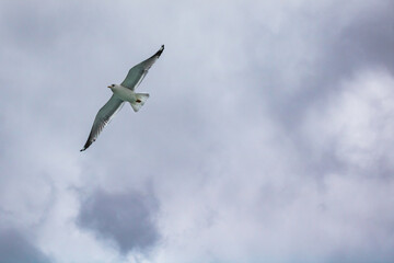 Seagulls flying on the cloudy sky. Freedom background photo. Seagulls background. Animals in nature.