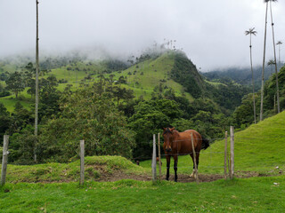Fototapeta na wymiar Brown horse in Cocora valley - Salento, Colombia