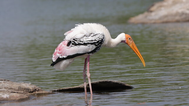 Painted stork on the water