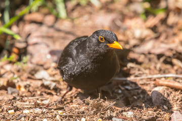 Blackbird