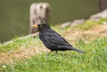 Blackbird