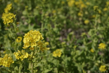 菜の花