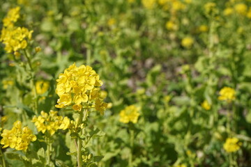 菜の花