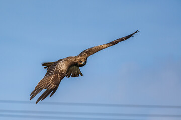 明神池の上空を飛翔する鳶