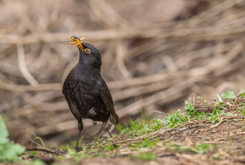 Blackbird