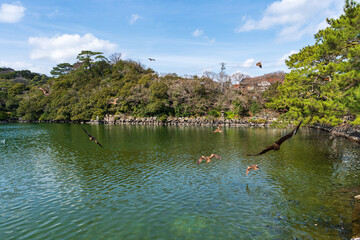 鳶が飛翔する明神池