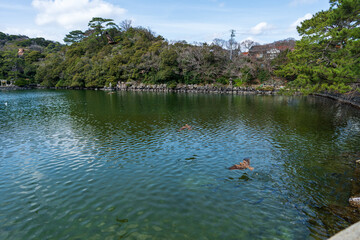 鳶が飛翔する明神池