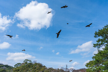 大空を舞う鳶の群れ