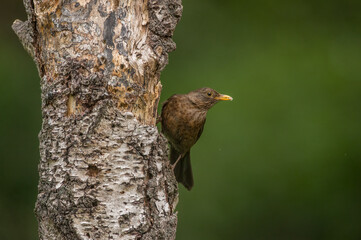 Blackbird