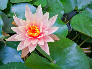 Pink lotus flowers are blooming beautifully in the lotus pond with water droplets on the leaves and flowers.