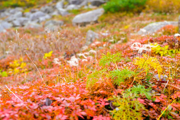 山の紅葉