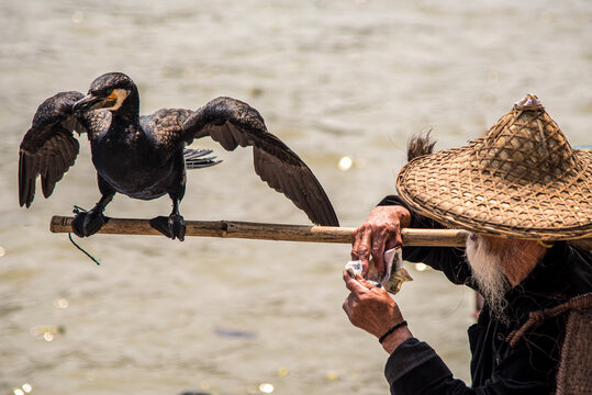 Chinese Fisherman and Comorant