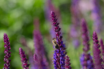 close-up of a honeybee harvesting on blue and purple sage blossoms with blurry background