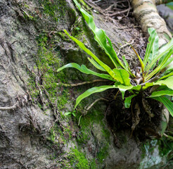 Plant attached to the rock