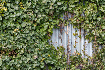 Bright metal surface surrounded by green leaves