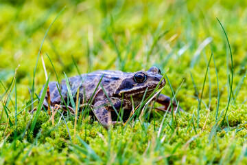 A common frog, Rana temporaria, hiding between the green gras and moss in Ireland