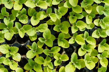 Small tomato plant at green house or poly house