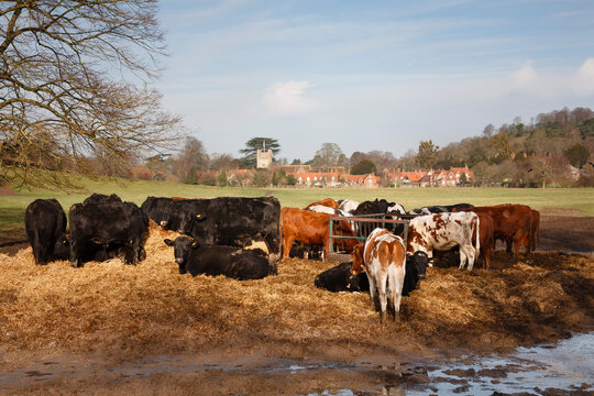 Herd of cows in a field, pretty UK village and countryside