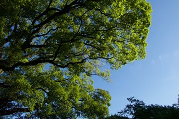 Tree and Sky
