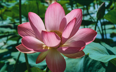 open lotus blossom, Nelumbo, in Wolga delta

