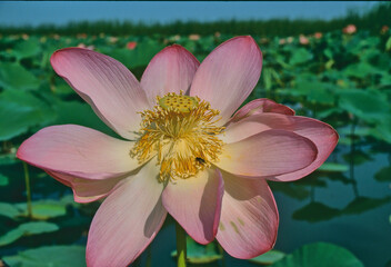 open lotus blossom, Nelumbo, in Wolga delta

