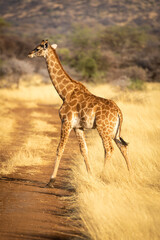 Young southern giraffe crosses track at dawn