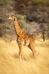 Young southern giraffe stands stretching in grass