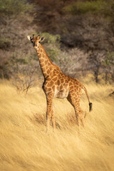 Young southern giraffe stands in tall grass