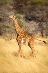 Young southern giraffe stands stretching in grassland