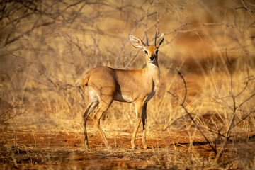 Naklejka na ściany i meble Young springbok stands in bushes eyeing camera