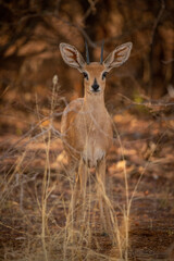 Young springbok stands in grass facing camera