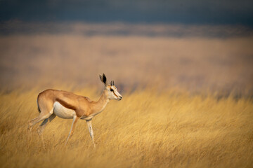 Young springbok walks through grass in plain