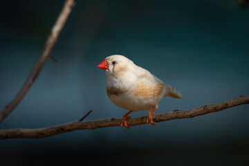Zebra finch on horizontal branch looking left