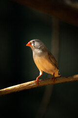 Zebra finch on sunlit branch with catchlight