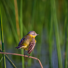 cute bird perched at lake